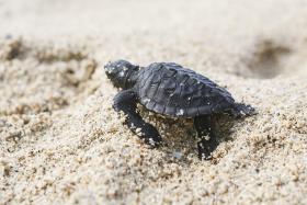 TARTARUGAS REGRESSAM A PRAIA DA CAPITAL DE CABO VERDE PARA DESOVA