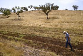 ALENTEJO “RESISTE” À SECA À ESPERA DE TEMPOS AINDA MAIS CRÍTICOS