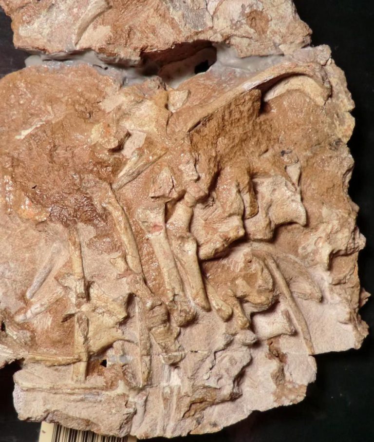 CIENTISTAS DESCOBREM “REI DA ANTÁRTIDA”, FÓSSIL DE PARENTE PRECOCE DOS DINOSSAUROS