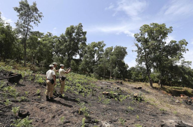 FALTA DE LIMPEZA DE TERRENOS MOTIVOU 8.425 AUTOS DE CONTRAORDENAÇÃO EM 2018