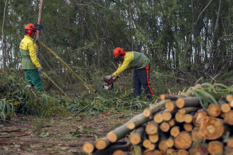 LIMPEZA DE TERRENOS TEM DE ESTAR CONCLUÍDA ATÉ 15 DE MARÇO