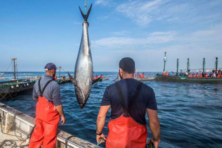 MOÇAMBIQUE ACUSA UE DE FALTA DE TRANSPARÊNCIA NAS NEGOCIAÇÕES DA PESCA DE ATUM