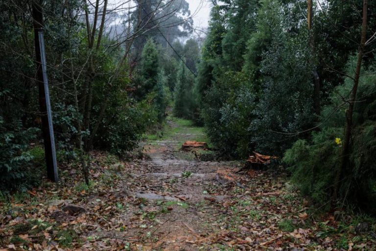 PRAZO PARA CANDIDATURAS A APOIOS À FLORESTA ALARGADO ATÉ 15 DE ABRIL