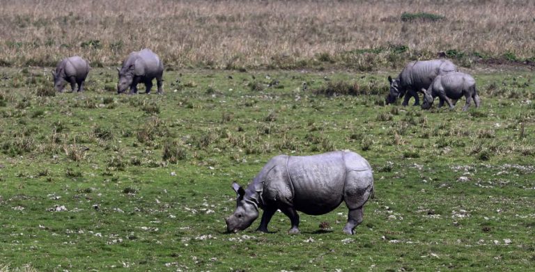 HOMEM COLOCA 1.700 ESPÉCIES DE ANIMAIS EM RISCO ACRESCIDO DE EXTINÇÃO ATÉ 2070