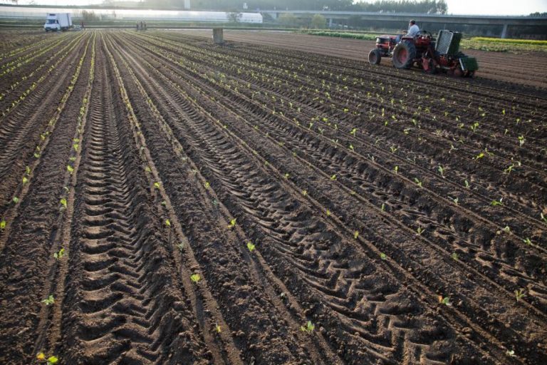 QUASE DOIS TERÇOS DA SUPERFÍCIE DO CONTINENTE ERA ÁREA FLORESTAL E AGRÍCOLA EM 2018 – INE