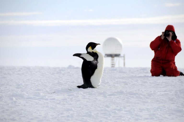 ANTÁRTIDA TEM QUASE MAIS 20% DE COLÓNIAS DE PINGUINS-IMPERADOR DO QUE SE PENSAVA