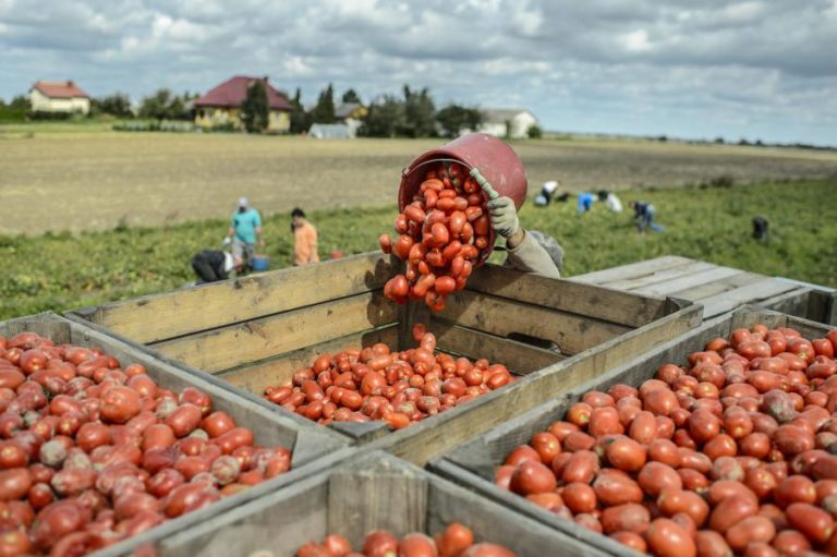 GOP: GOVERNO MANTÉM APOIO A PEQUENOS AGRICULTORES PARA VALORIZAÇÃO DO INTERIOR