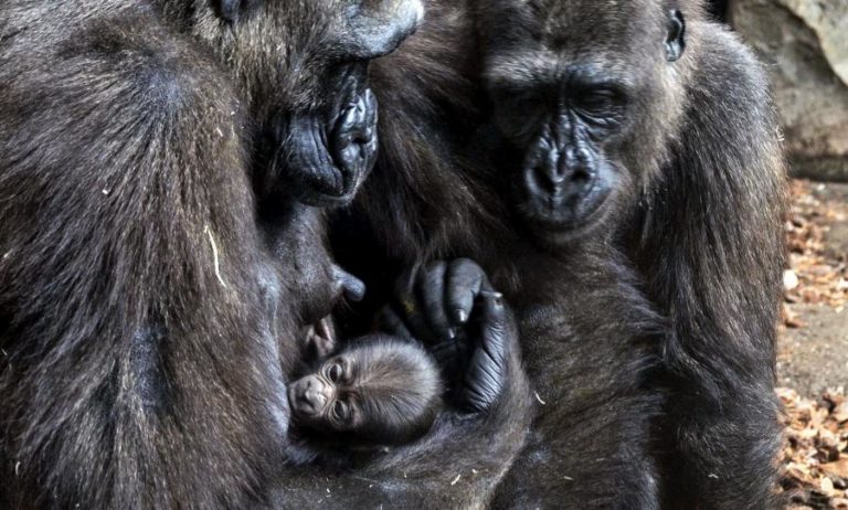 APREENDIDOS NO ZIMBABUÉ 26 GORILAS E CHIMPANZÉS VIVOS TRAFICADOS DA RDCONGO