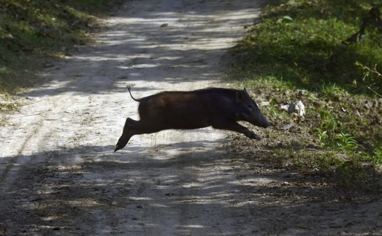 ALEMANHA REGISTA PRIMEIRO CASO DE PESTE SUÍNA AFRICANA