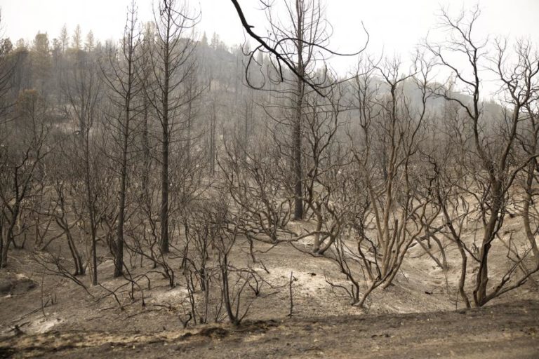 INCÊNDIOS OBRIGAM A RETIRAR 500 MIL PESSOAS NO ESTADO NORTE-AMERICANO DO OREGON