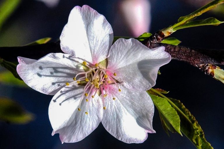 Câmara de Lisboa prepara aquisição de quase 240 mil plantas