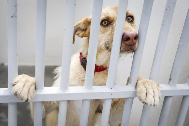 Assembleia da Madeira aprova criação do Provedor do Animal