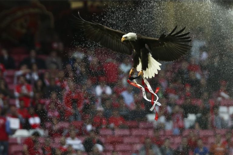 TAD anula interdição do Estádio da Luz por dois jogos