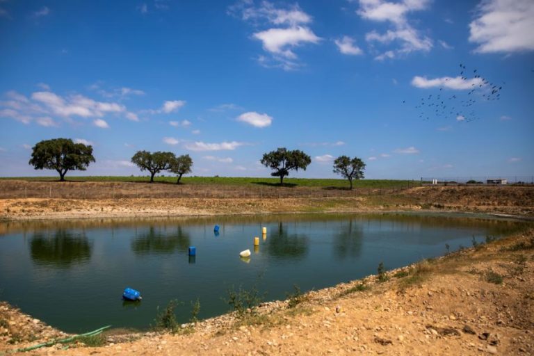 “Stress hídrico” afeta produção agrícola e apicultores no Ribatejo Norte