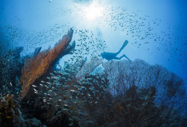 Organismos estão a ficar cada vez mais pequenos, especialmente peixes – estudo