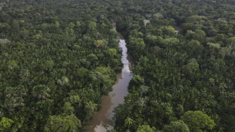 Toxina causada pelo calor pode ser causa da morte de 120 golfinhos na Amazónia brasileira