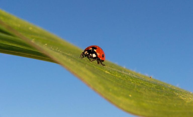 Cortes para agricultura biológica vão ter que ser corrigidos para manter compromissos