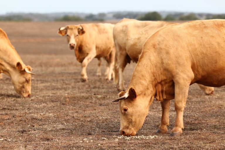 Agricultores podem solicitar autorização para dar alimentos não biológicos a animais