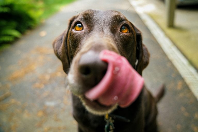 Cães nos EUA: Canadianos obrigados a registo nos CDC para levarem cães