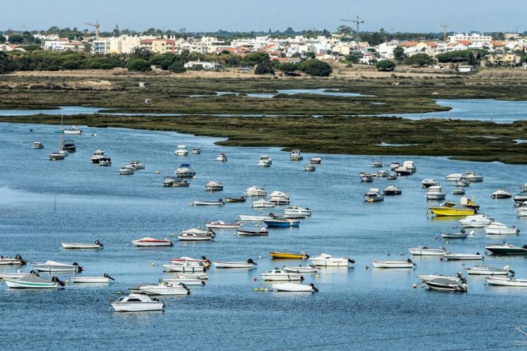 Espécie ameaçada de gaivotas triplica ninhos na maior colónia do mundo na Ria Formosa