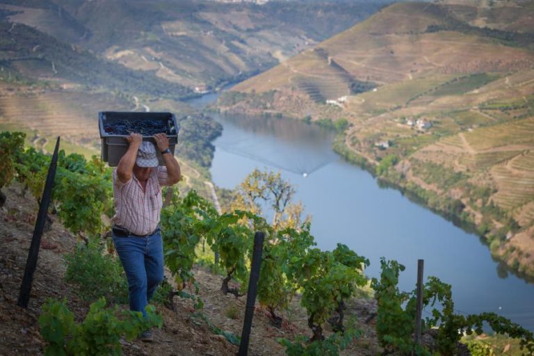 Viticultores alertam para “catástrofe social” no Douro e avançam com manifestação