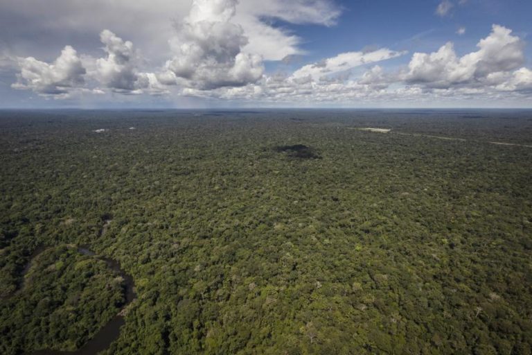 Brasil anuncia expansão do abate seletivo de árvores para preservar Amazónia