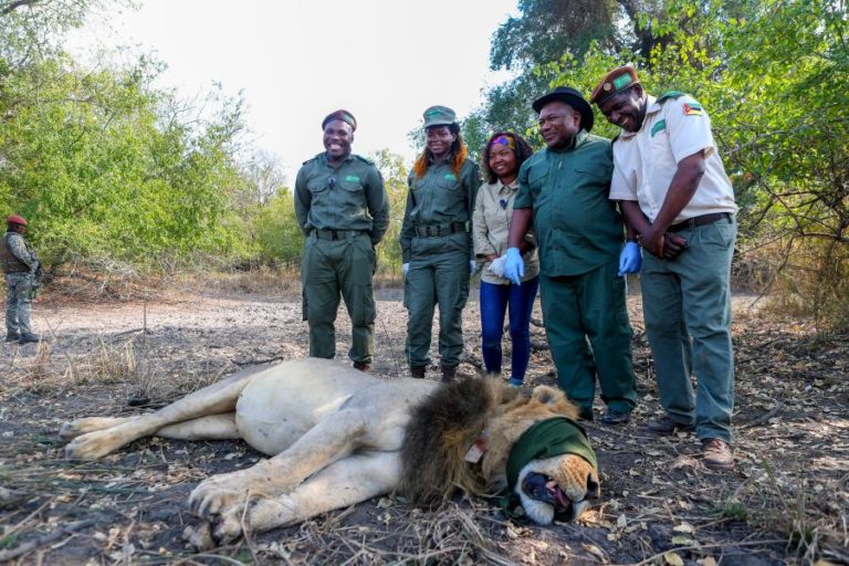 PR de Moçambique “Champion dos Big Five” após pôr colares em dois leões