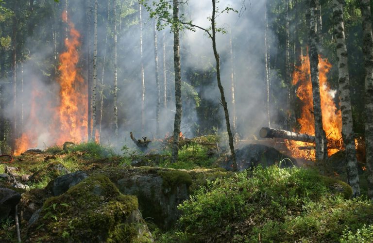 Incêndios Florestais: Foi emitida uma ordem de evacuação da região do interior central da British Columbia