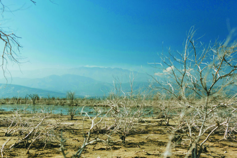 Desastres ambientais: Incêndios florestais e contaminação de rios preocupam Canadá