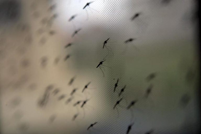 DGS recomenda prevenção e controlo de mosquitos que transmitem dengue e zika