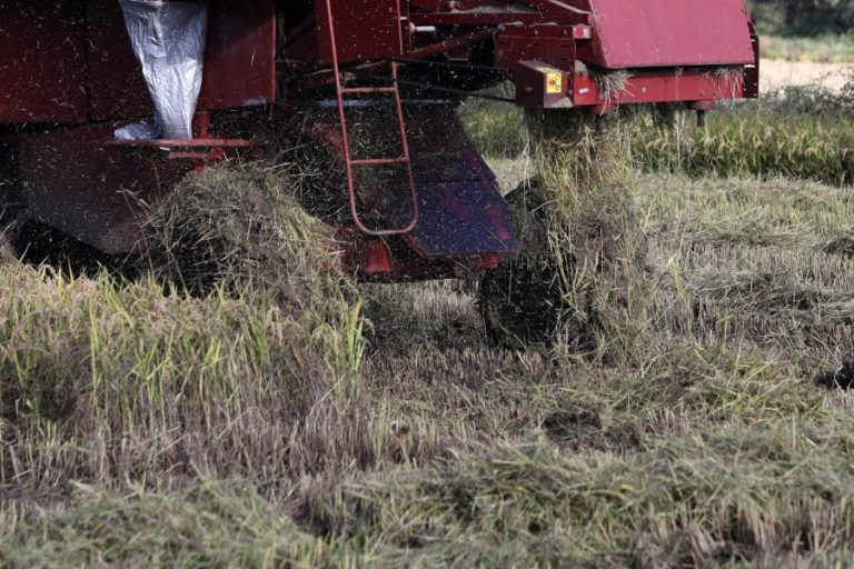 Investigadores querem tornar arroz português mais resistente às alterações climáticas