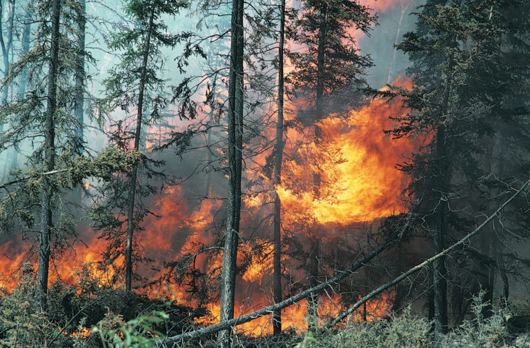 Incêndios florestais: Milhares de pessoas já deixaram as suas casas em B.C.